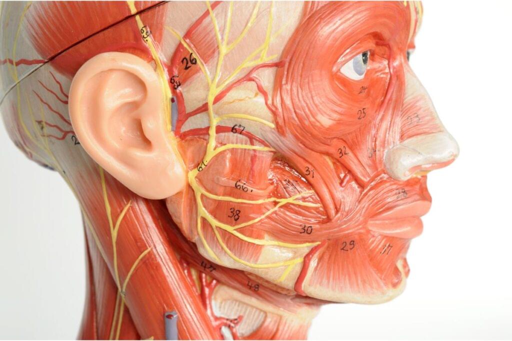 Facial Muscle Control